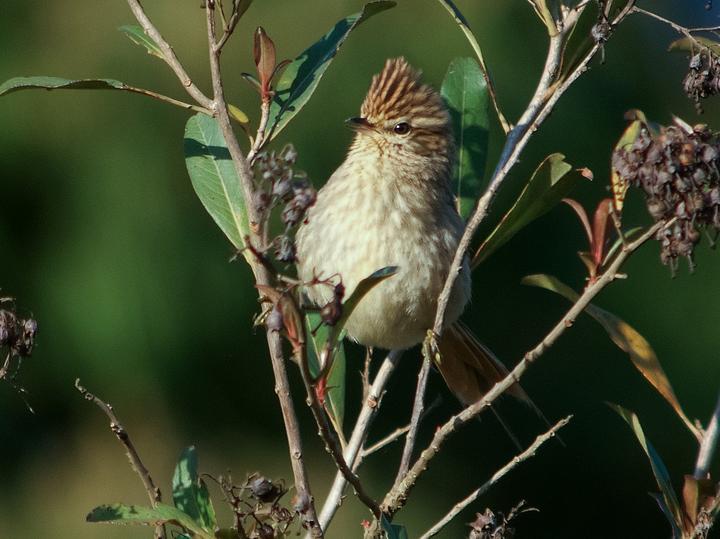 Striolated Tit-Spinetail
