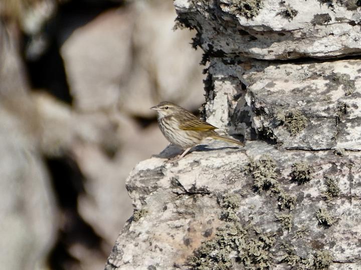 Striped Pipit