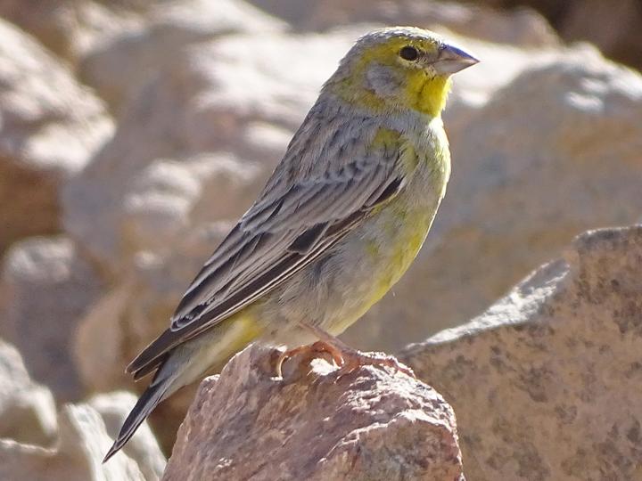 Raimondi's Yellow Finch