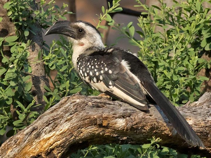 Jackson's Hornbill