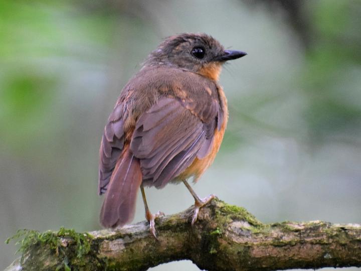 Equatorial Akalat