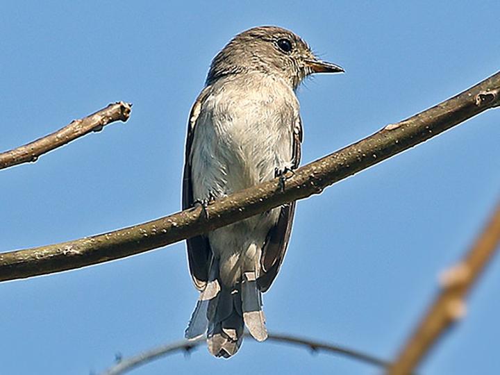 Sumba Brown Flycatcher