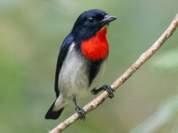 Sumba Flowerpecker