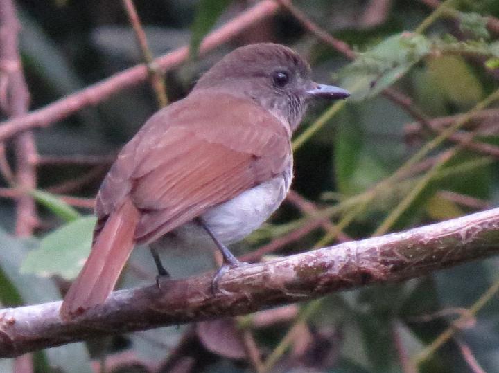 Sumba Jungle Flycatcher