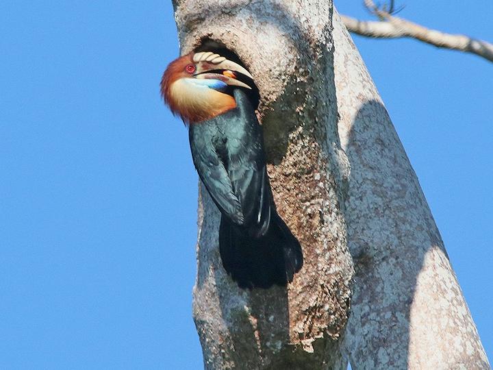 Sumba Hornbill