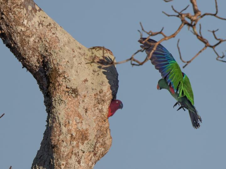 Sumba Eclectus