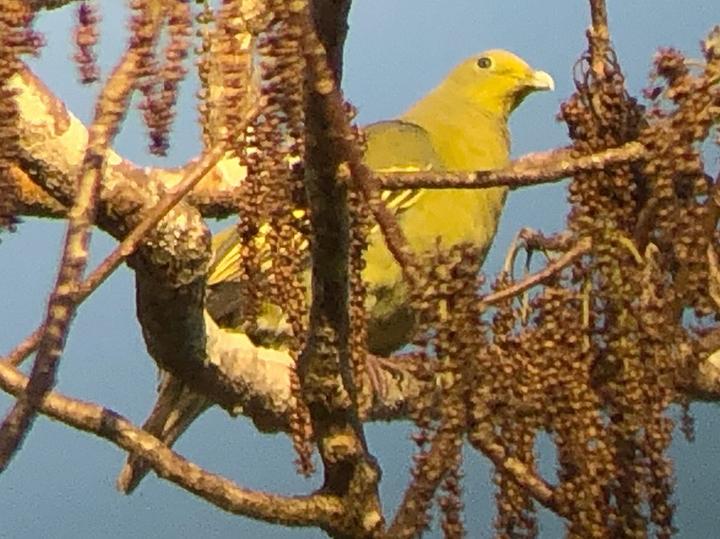 Sumba Green Pigeon