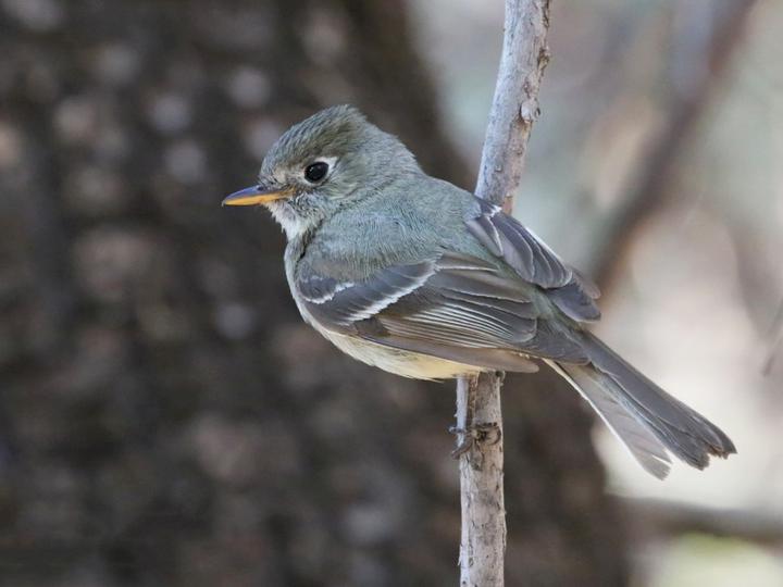 Pine Flycatcher