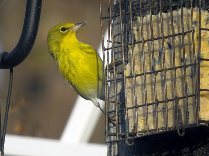 Pine Warbler