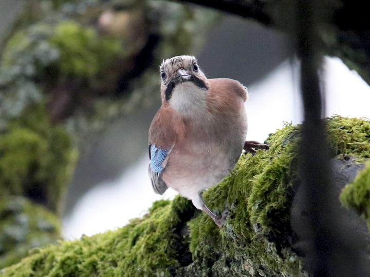 Eurasian Jay