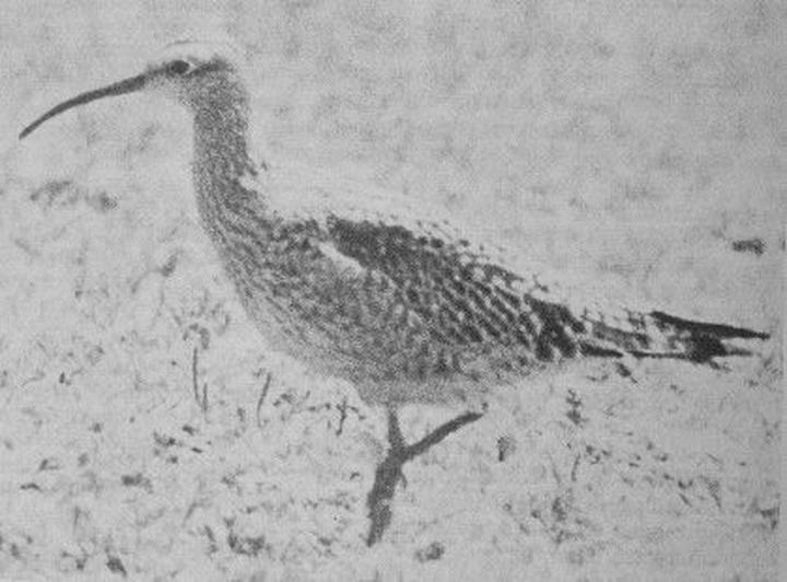 Eskimo Curlew