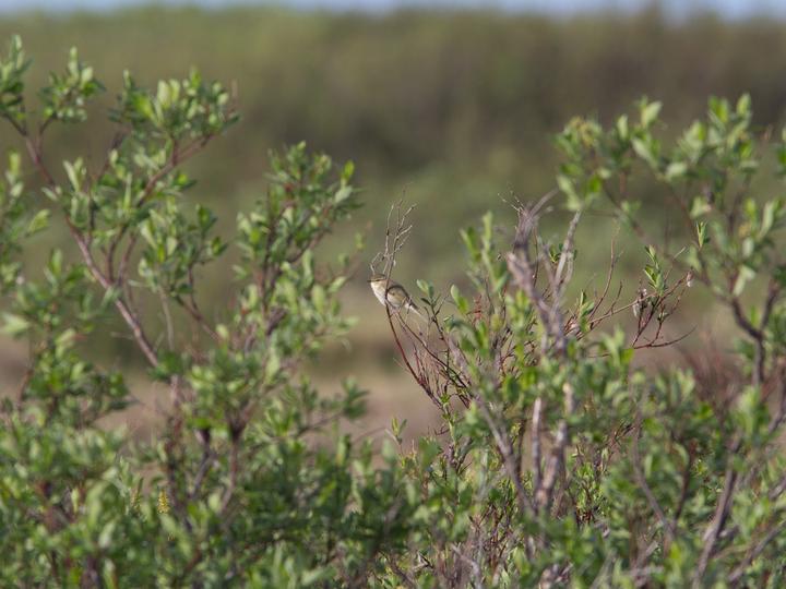 Arctic Warbler