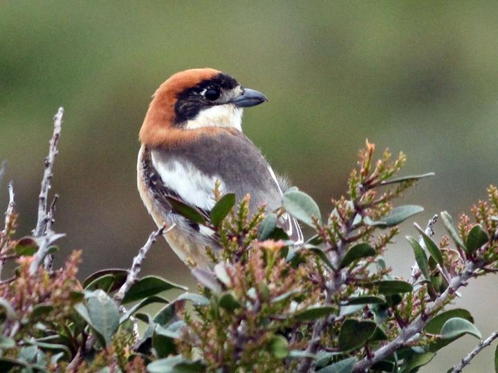 Woodchat Shrike