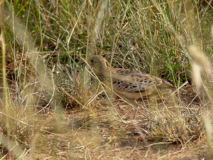 Common Buttonquail