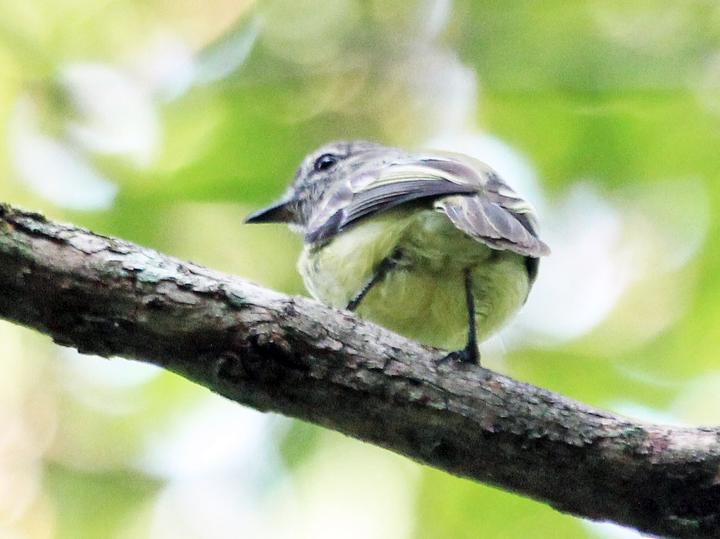 Forest Elaenia