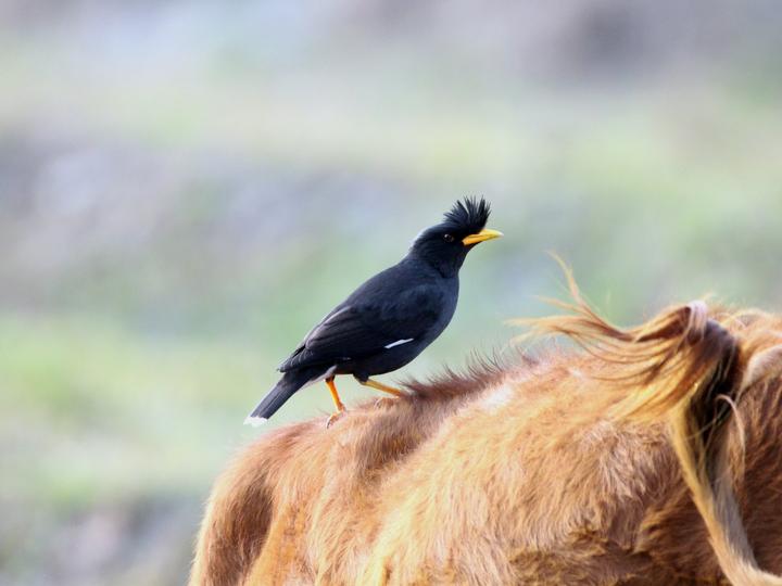Great Myna