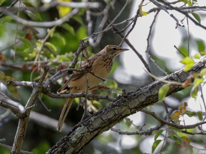 Wood Pipit