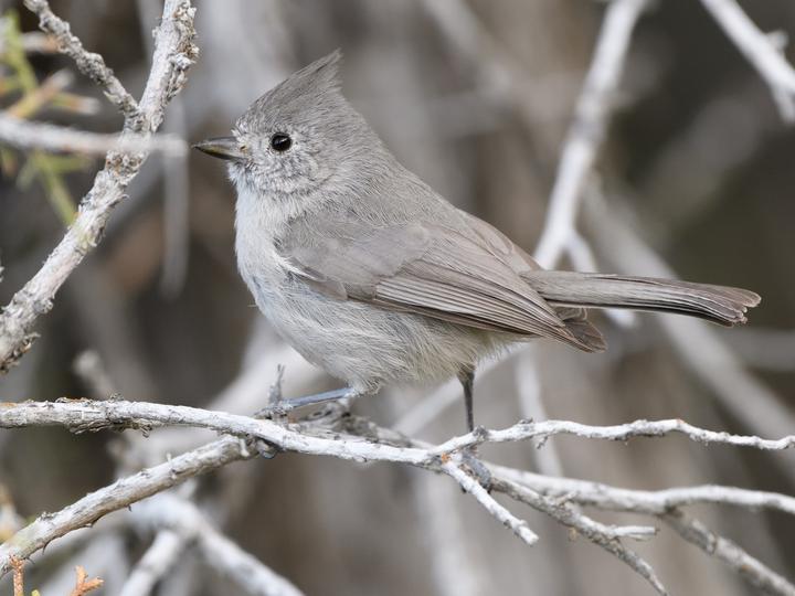 Juniper Titmouse