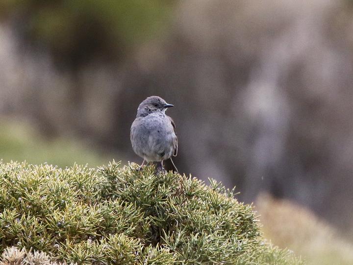 Dunnock