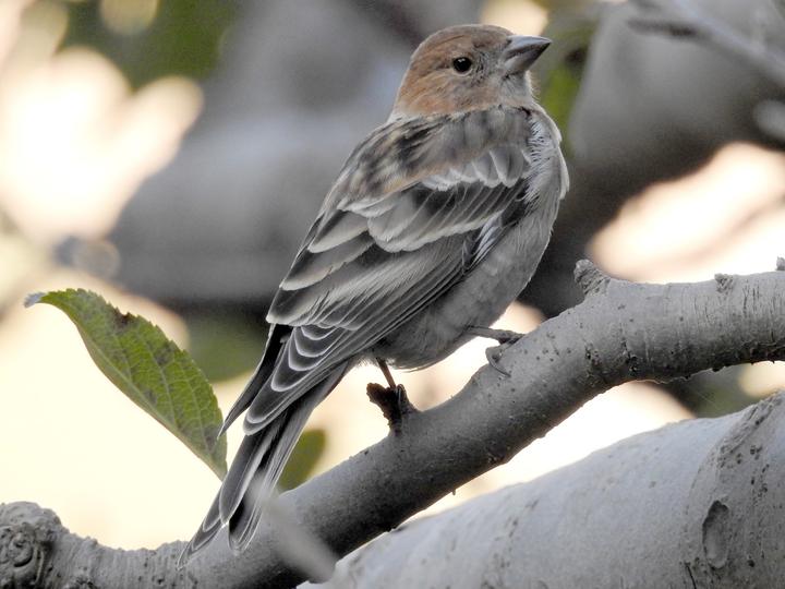 Plain Mountain Finch