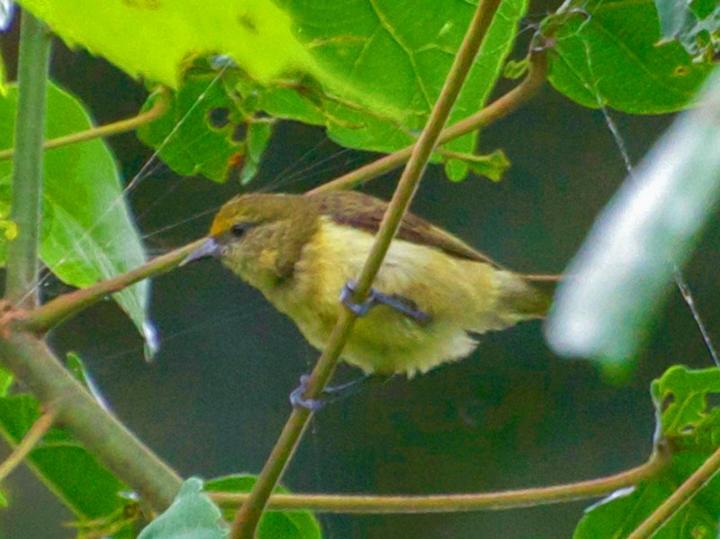 Forest Penduline Tit
