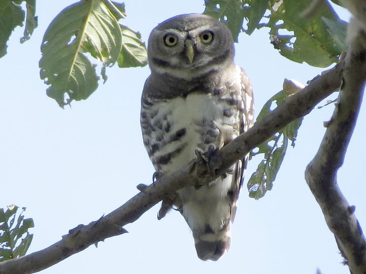 Forest Owlet