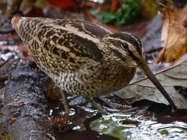 Wood Snipe