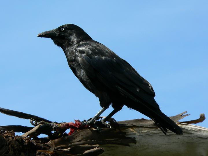 Forest Raven