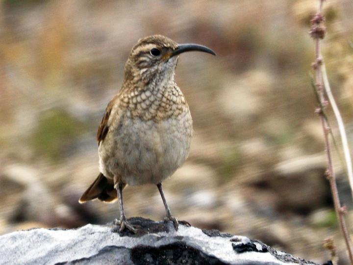 Patagonian Forest Earthcreeper