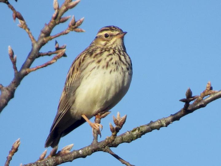 Woodlark