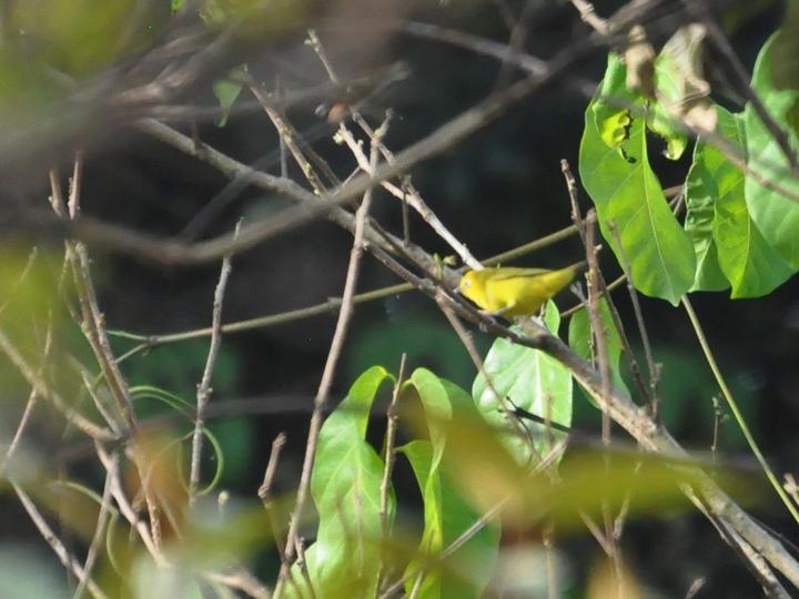 Forest White-eye