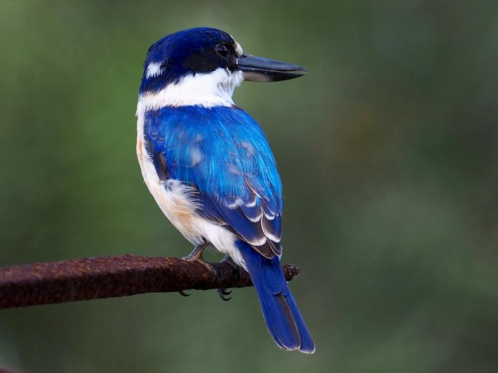 Forest Kingfisher