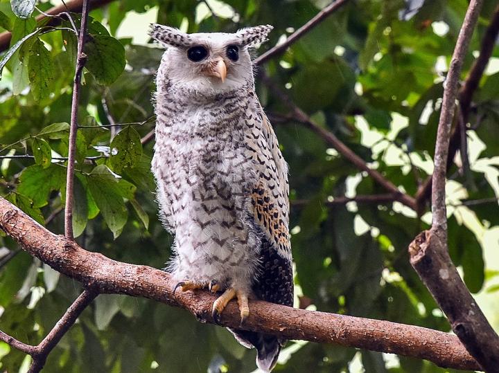 Spot-bellied Eagle-Owl