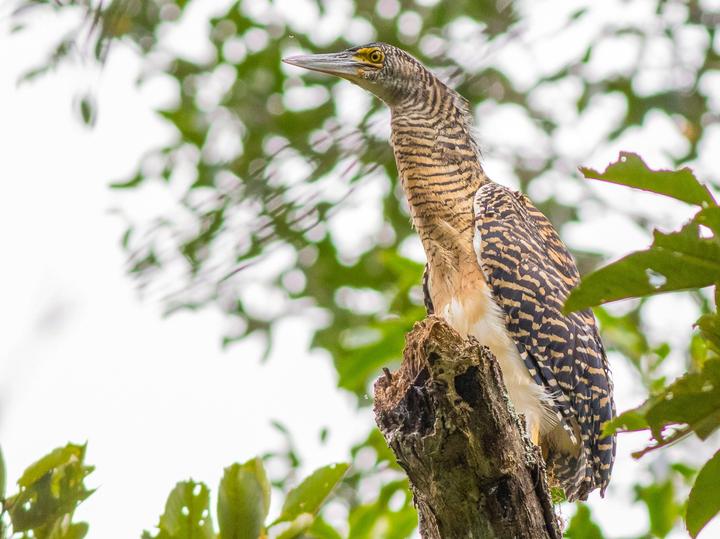 Forest Bittern