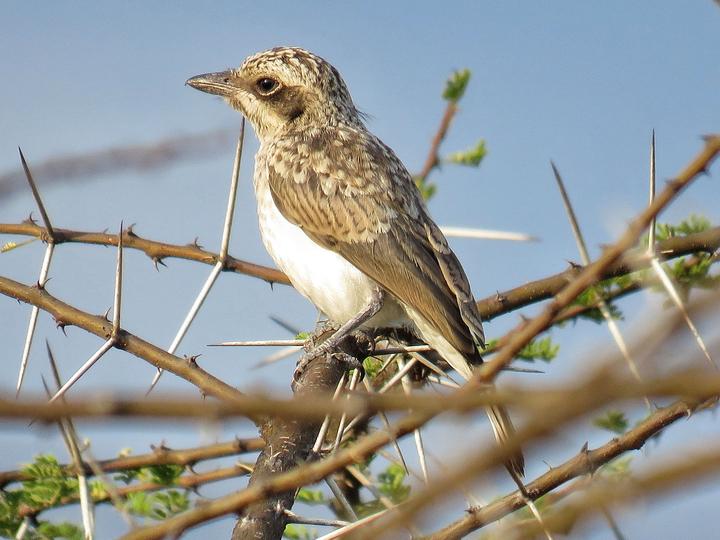 Common Woodshrike