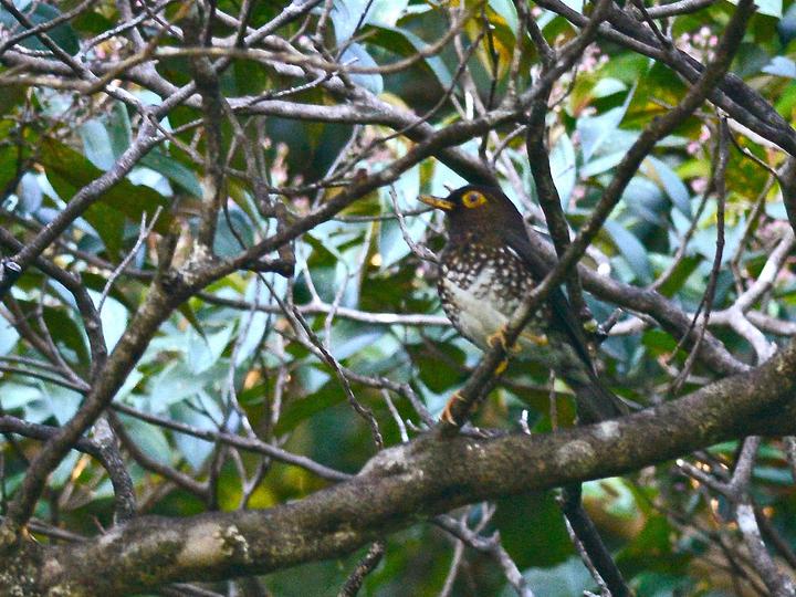 Forest Thrush