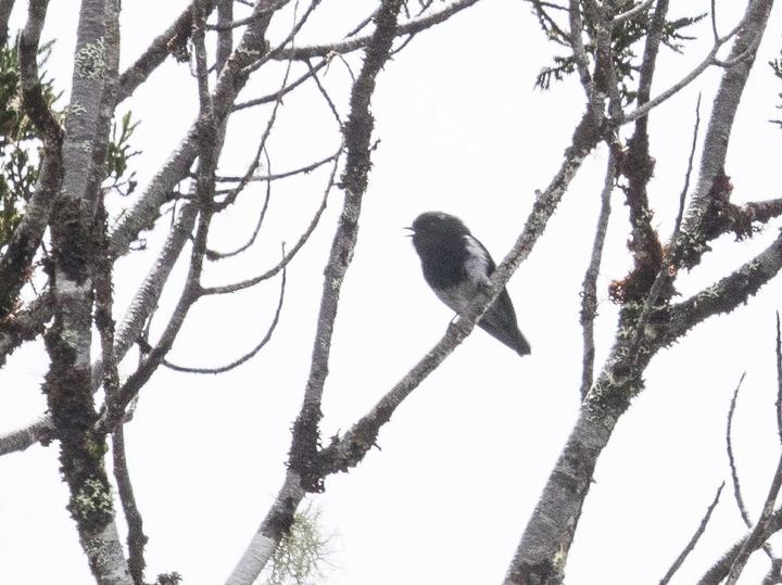 Mountain Robin