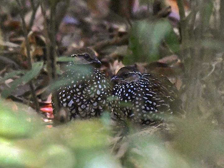 Latham's Francolin