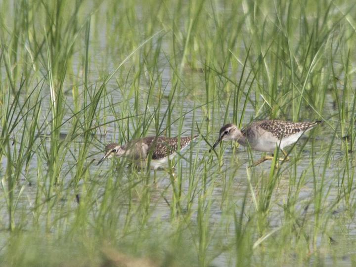 Wood Sandpiper