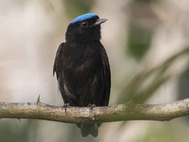 Velvety Manakin