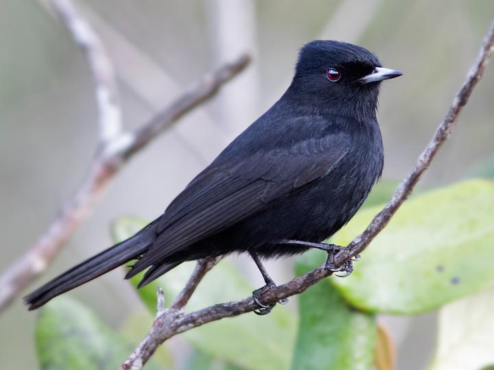 Velvety Black Tyrant
