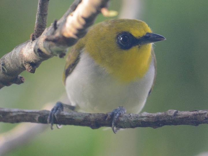 Black-ringed White-eye