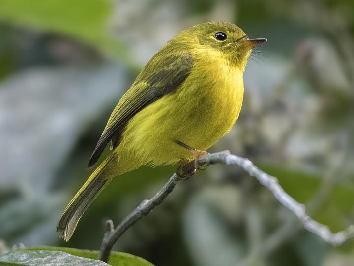 Citrine Canary-flycatcher
