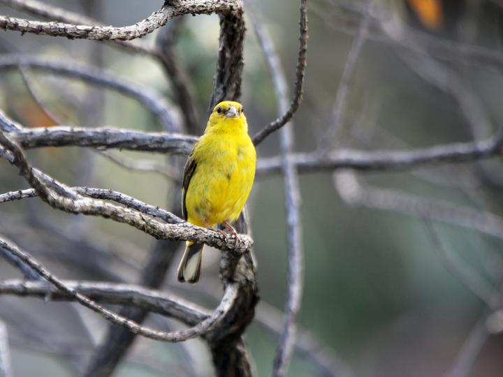 Stripe-tailed Yellow Finch