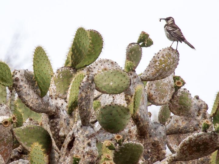 Floreana Mockingbird