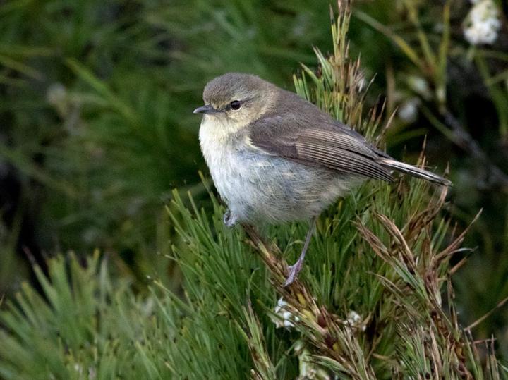Chatham Islands Gerygone