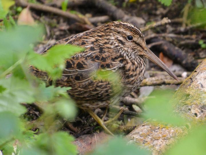 Chatham Islands Snipe