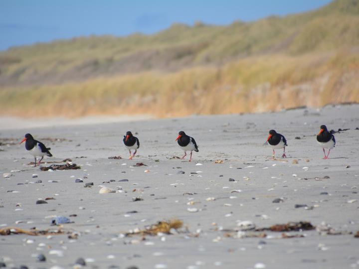 Chatham Islands Oystercatcher