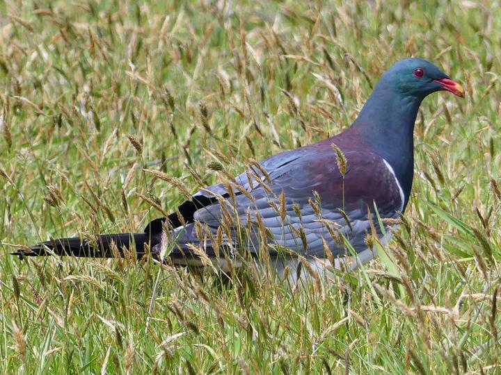 Chatham Islands Pigeon