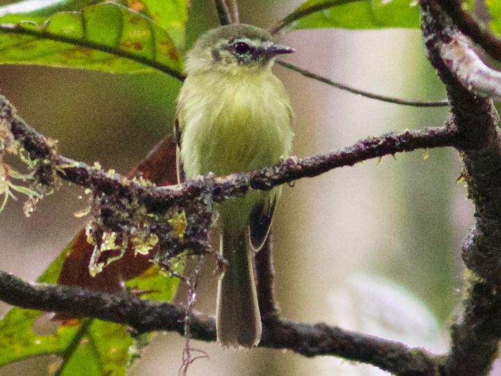 Chapman's Bristle Tyrant